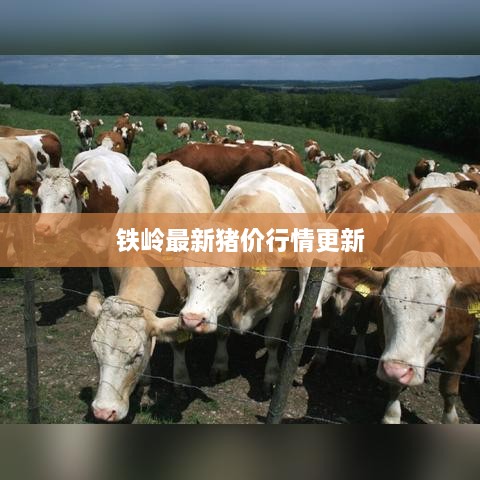 铁岭最新猪价行情更新