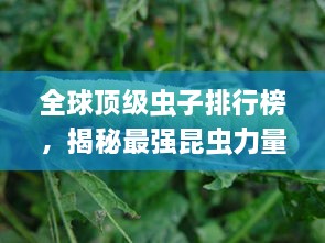 全球顶级虫子排行榜，揭秘最强昆虫力量！