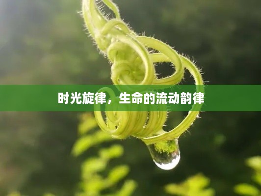 时光旋律，生命的流动韵律
